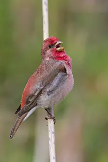 Bilder Datiert 22. Mai 2016: Gemeiner Dorngrasmückchen