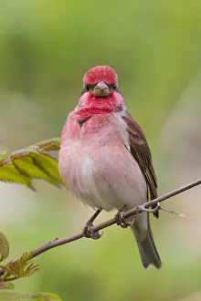 Passeriformes Bird Species Drucke: Common Rosefinch