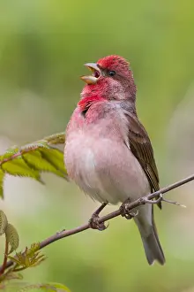 Passeriformes Birds Drucke: Common Rosefinch