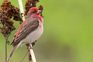 Finland Wildlife Photos Drucke: Common Rosefinch