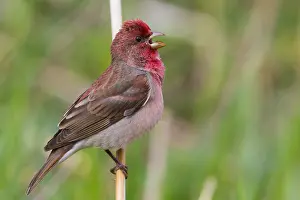 Passeriformes Species Drucke: Common Rosefinch