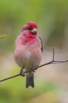 Passeriformes Species Drucke: Common Rosefinch