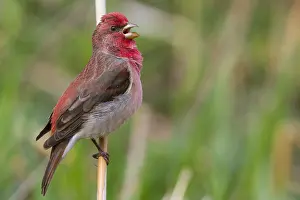 Finland Wildlife Photos Drucke: Common Rosefinch