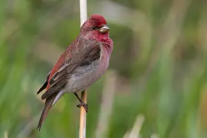 Finland Wildlife Photos Drucke: Common Rosefinch