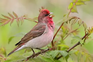 Finland Wildlife Photos Drucke: Common Rosefinch