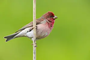 Passeriformes Species Drucke: Common Rosefinch