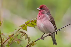 Finland Wildlife Photos Drucke: Common Rosefinch
