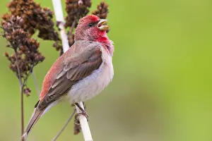 Passeriformes Species Drucke: Common Rosefinch