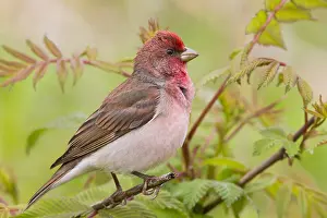 Passeriformes Species Drucke: Common Rosefinch