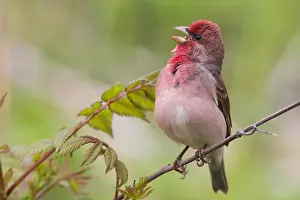 Singing Bird Species Drucke: Common Rosefinch
