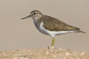 Charadriiformes Order Birds Drucke: Common Sandpiper