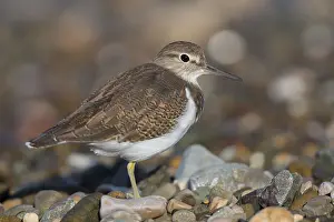 European Shorebird Species Drucke: Common Sandpiper