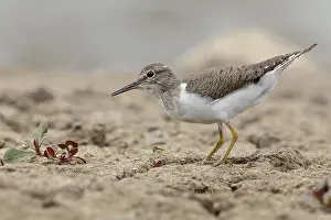 Common Sandpiper Drucke: Common Sandpiper
