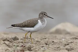 Common Sandpiper Drucke: Common Sandpiper
