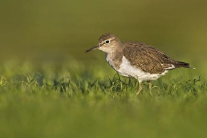 European Sandpiper Drucke: Common Sandpiper, Actitis hypoleucos