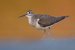European Sandpiper Drucke: Common Sandpiper, Actitis hypoleucos