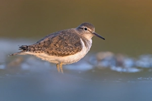 Grauer Strandläufer, Actitis hypoleucos
