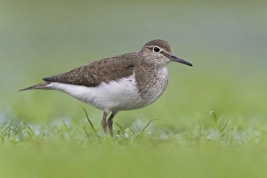 European Sandpiper Drucke: Common Sandpiper, Actitis hypoleucos