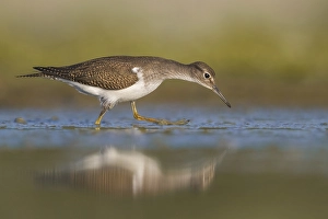 European Sandpiper Drucke: Common Sandpiper, Actitis hypoleucos