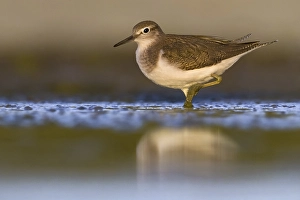 European Sandpiper Drucke: Common Sandpiper, Actitis hypoleucos