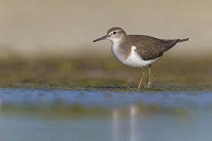 European Sandpiper Drucke: Common Sandpiper, Actitis hypoleucos