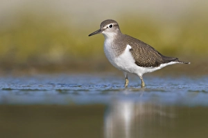 European Sandpiper Drucke: Common Sandpiper, Actitis hypoleucos