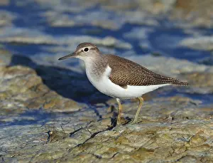 European Sandpiper Drucke: Common Sandpiper, Actitis hypoleucos