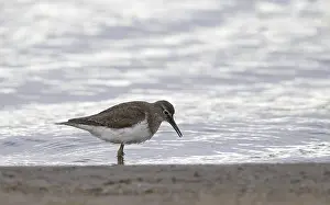 Gelbhacken-Schnepfe, Actitis hypoleucos