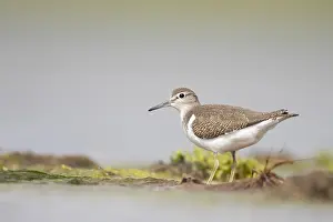European Sandpiper Drucke: Common Sandpiper, Actitis hypoleucos