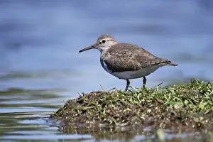 Netherlands Wildlife Images Drucke: Common, Sandpiper, Actitis hypoleucos