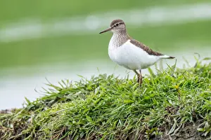 European Sandpipers Drucke: Common Sandpiper, Actitis hypoleucos