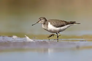 Gelbhacken-Schnäppertyrann; Actitis hypoleucos