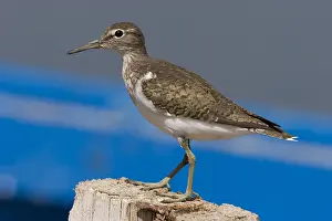 Bilder Datiert 4. September 2006: Grauammer, Actitis hypoleucos