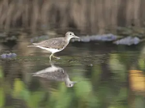 Coastal Bird Species Drucke: Common Sandpiper, Actitis hypoleucos