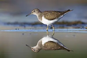 Common Sandpiper Drucke: Common Sandpiper, Actitis hypoleucos