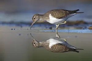 Common Sandpiper Drucke: Common Sandpiper, Actitis hypoleucos