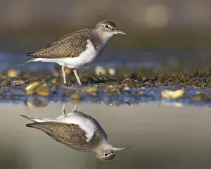 Common Sandpiper Drucke: Common Sandpiper, Actitis hypoleucos