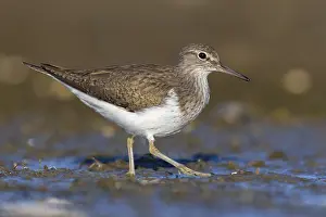 Gelbhacken-Schnepfe, Actitis hypoleucos