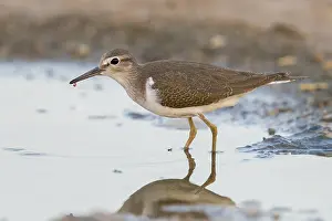 Nature Reserves In Italy Drucke: Common Sandpiper, Actitis hypoleucos