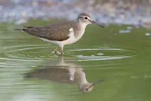 Juvenile Bird Wildlife Drucke: Common Sandpiper, Actitis hypoleucos