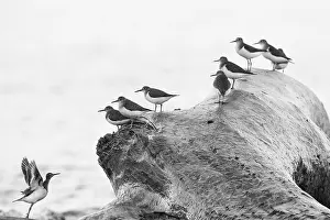 Charadriiformes Order Birds Drucke: Common Sandpiper, Actitis hypoleucos