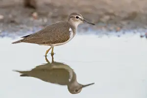 Charadriiformes Order Birds Drucke: Common Sandpiper, Actitis hypoleucos