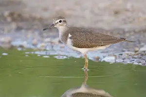 Gelbhacken-Schnepfe, Actitis hypoleucos
