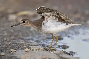 Common Sandpiper Drucke: Common Sandpiper, Actitis hypoleucos