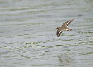 Common Sandpiper Drucke: Common Sandpiper;Actitis hypoleucos