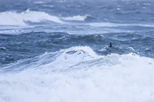 Bird Wildlife Images Drucke: Common Scoter