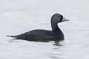 Wild Animal Portrait Photography Drucke: Common Scoter