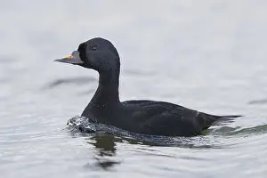 Anseriformes Birds Drucke: Common Scoter