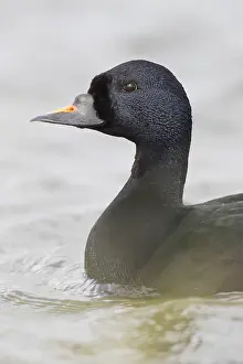 Wild Animal Portrait Photography Drucke: Common Scoter