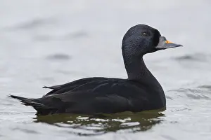 Bird Photography Nature Scenes Drucke: Common Scoter
